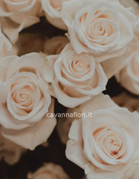 Mazzo o Bouquet di rose colorate