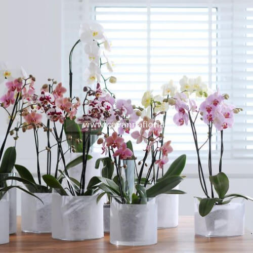 Pianta Orchidea Nana