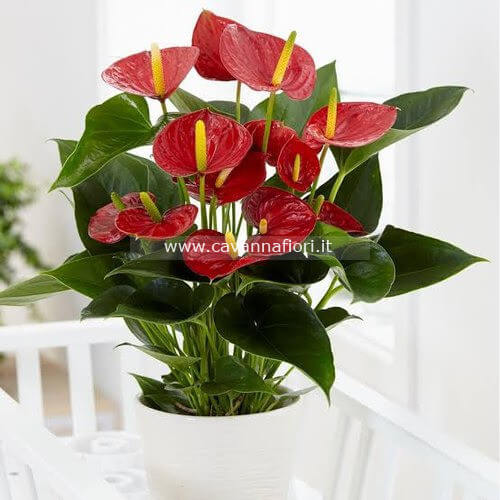Piante di Anthurium