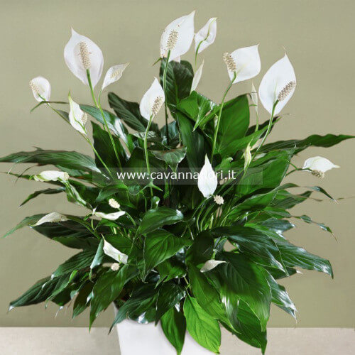 Pianta di Spathiphyllum
