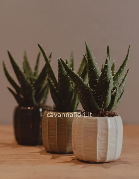 Piante grasse di diversa varietà