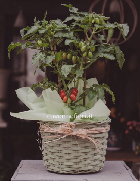 Pianta di pomodori da balcone/terrazzo